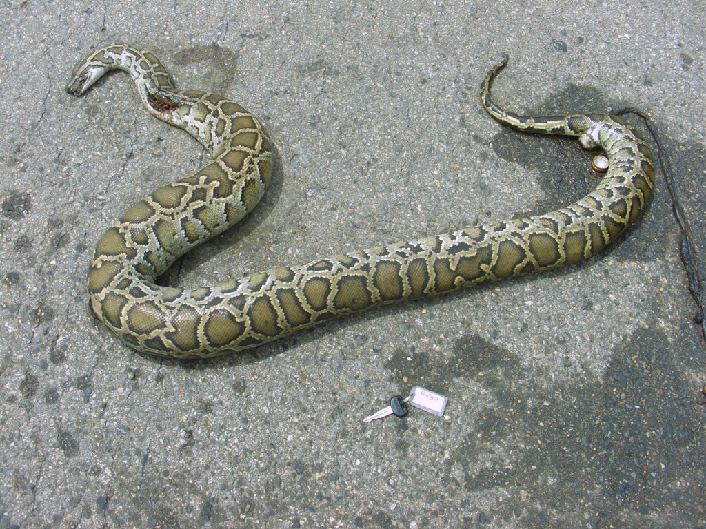 Burmese Python in September 2005 by Daniele Seglie. 1 individual ...