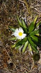 Celmisia holosericea