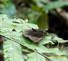 Ethope himachala