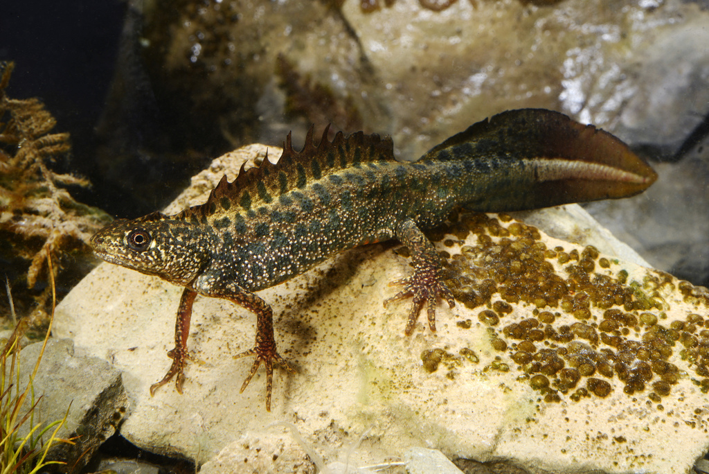 Macedonian Crested Newt
