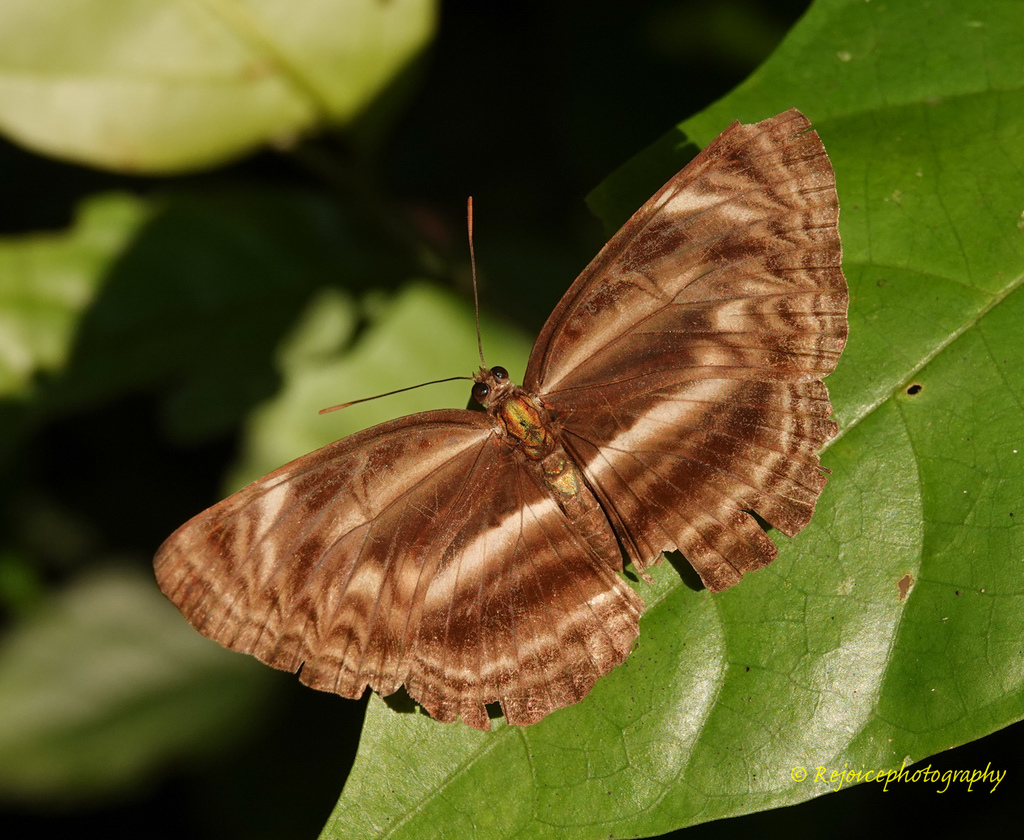 Neptis harita