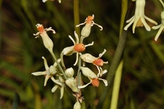 Tulbaghia leucantha
