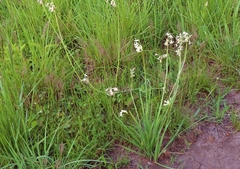 Tulbaghia leucantha