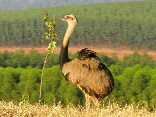 Greater Rhea