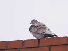 Columba livia domestica
