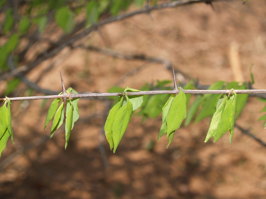 Canthium glaucum