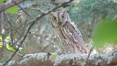 Otus scops