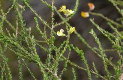 Aspalathus microphylla