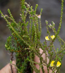 Aspalathus microphylla