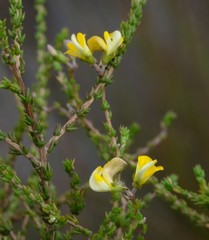 Aspalathus microphylla