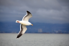 Larus occidentalis