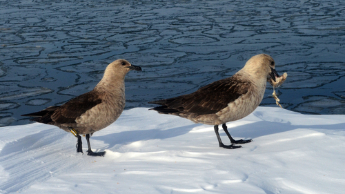 Págalo polar (Stercorarius maccormicki)