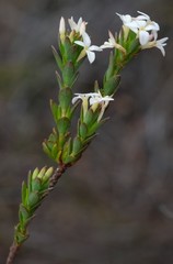 Gnidia spicata