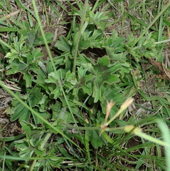 Ciconium