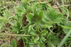 Ciconium
