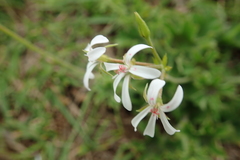 Ciconium