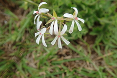 Ciconium
