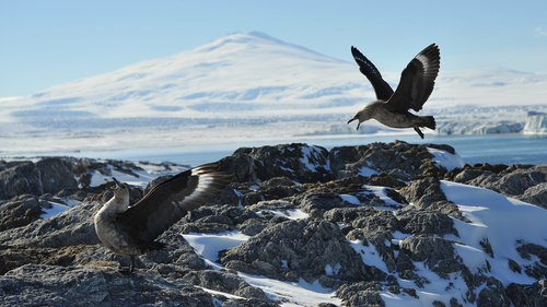 Südpolarskua (Stercorarius maccormicki)