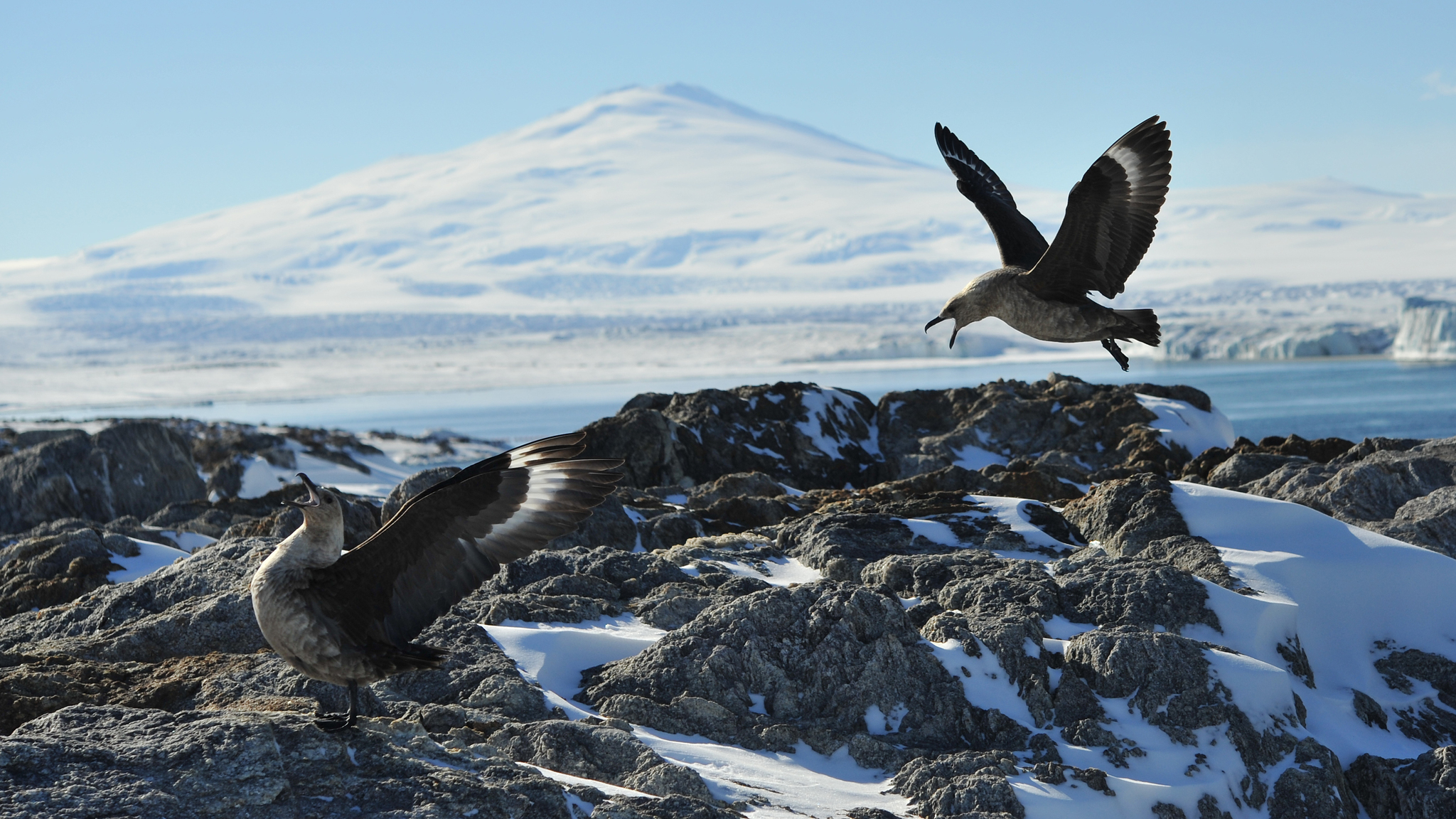 South Polar Skua illustration