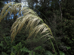 Gonocarpus micranthus