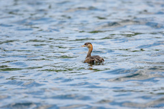 Tachybaptus pelzelnii