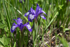 Iris ruthenica
