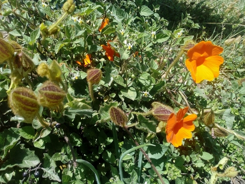 Thunbergia gregorii image