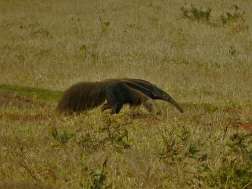 Giant Anteater