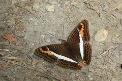 Adelpha corcyra