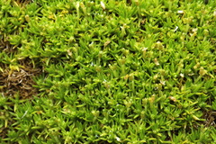 Scleranthus biflorus