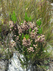 Erica triflora triflora