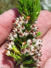 Erica triflora triflora