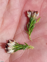 Erica triflora triflora
