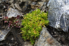 Scleranthus biflorus