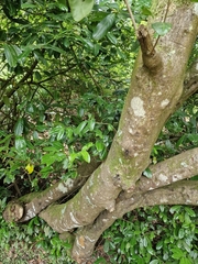 Prunus laurocerasus image