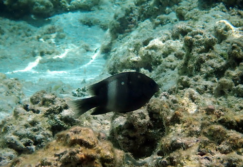 White-banded gregory (Stegastes albifasciatus) — Pomacentridae — 2