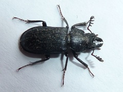 Platycerus marginalis