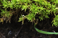 Scleranthus biflorus