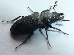 Platycerus marginalis