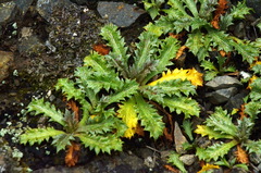Eryngium vesiculosum