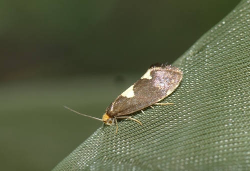 Incurvaria oehlmanniella