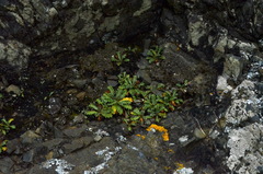 Eryngium vesiculosum
