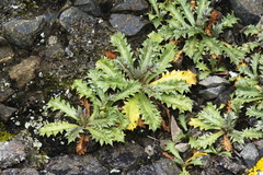 Eryngium vesiculosum