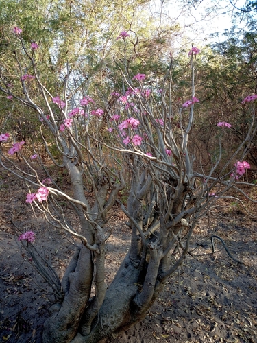 Adenium obesum image