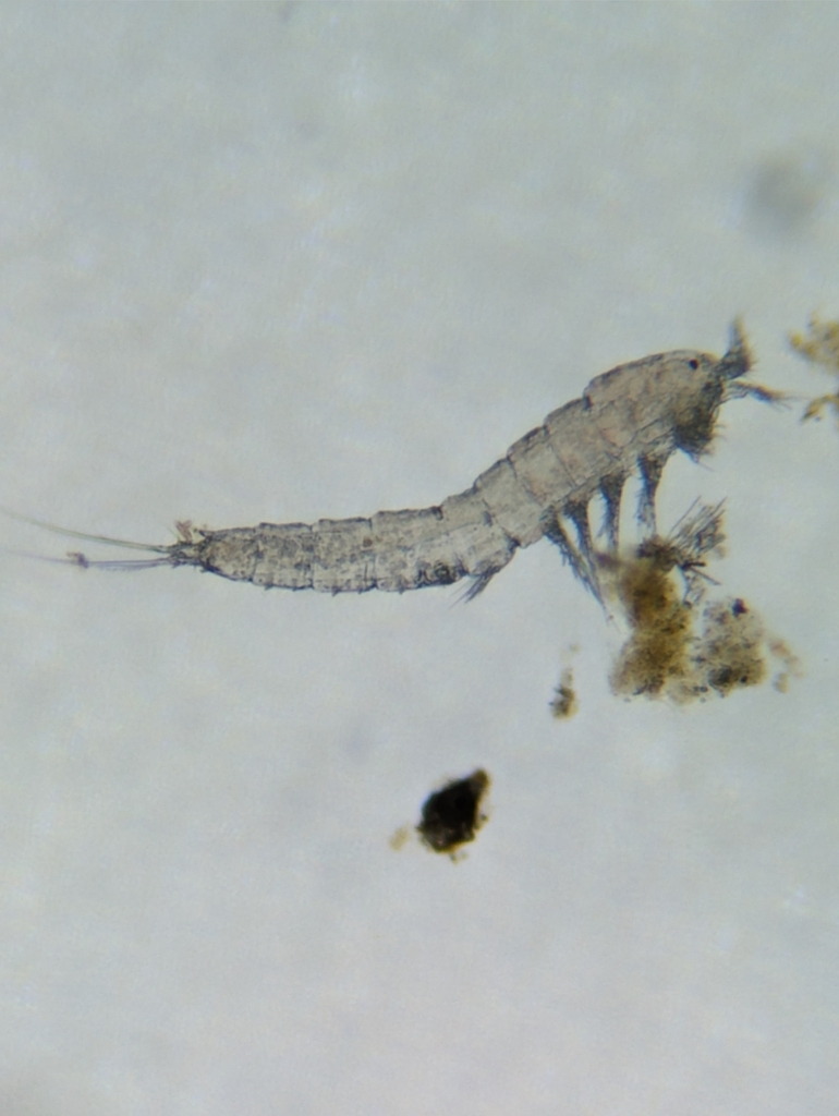 Epactophanes muscicolus