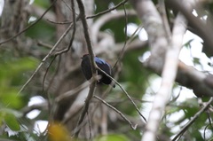 Chiroxiphia pareola