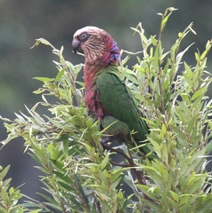 Deroptyus accipitrinus