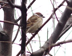 Passer montanus