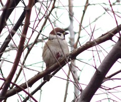 Passer montanus