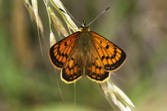 Lycaena salustius